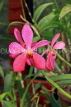 SRI LANKA, Kandy, Peradeniya Botanical Gardens, Orchid House, Orchids, SLK5057JPL