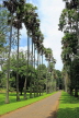 SRI LANKA, Kandy, Peradeniya Botanical Gardens, Palmyra (Toddy Palm) tree avenue, SLK4896JPL