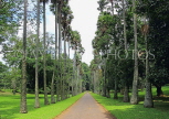 SRI LANKA, Kandy, Peradeniya Botanical Gardens, Palmyra (Toddy Palm) tree avenue, SLK4897JPL