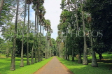 SRI LANKA, Kandy, Peradeniya Botanical Gardens, Palmyra (Toddy Palm) tree avenue, SLK4899JPL