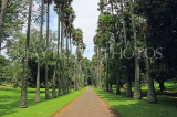 SRI LANKA, Kandy, Peradeniya Botanical Gardens, Palmyra (Toddy Palm) tree avenue, SLK4901JPL