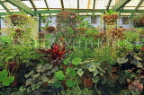 SRI LANKA, Kandy, Peradeniya Botanical Gardens, Plant House, SLK4851JPL