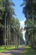 SRI LANKA, Kandy, Peradeniya Botanical Gardens, Royal Palm Avenue, SLK5852JPL