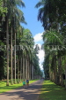 SRI LANKA, Kandy, Peradeniya Botanical Gardens, Royal Palm Avenue, SLK5853JPL