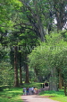 SRI LANKA, Kandy, Peradeniya Botanical Gardens, SLK4832JPL