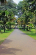 SRI LANKA, Kandy, Peradeniya Botanical Gardens, SLK4834JPL