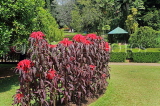 SRI LANKA, Kandy, Peradeniya Botanical Gardens, SLK5824JPL