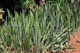 SRI LANKA, Kandy, Peradeniya Botanical Gardens, Snake plants (Mother-In-Law's Tongue), SLK4941JPL
