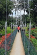 SRI LANKA, Kandy, Peradeniya Botanical Gardens, Suspension Bridge, SLK4910JPL