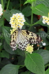 SRI LANKA, Kandy, Peradeniya Botanical Gardens, Tree Nymph Butterfly, SLK4497JPL