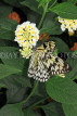 SRI LANKA, Kandy, Peradeniya Botanical Gardens, Tree Nymph Butterfly, SLK4498JPL