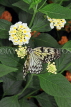 SRI LANKA, Kandy, Peradeniya Botanical Gardens, Tree Nymph Butterfly, SLK4499JPL