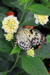 SRI LANKA, Kandy, Peradeniya Botanical Gardens, Tree Nymph Butterfly, SLK4500JPL