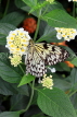 SRI LANKA, Kandy, Peradeniya Botanical Gardens, Tree Nymph Butterfly, SLK4501JPL