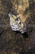 SRI LANKA, Kandy, Peradeniya Botanical Gardens, Tree Nymph Butterfly, SLK4504JPL
