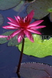 SRI LANKA, Kandy, Peradeniya Botanical Gardens, Water Lily, SLK202JPL