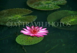 SRI LANKA, Kandy, Peradeniya Botanical Gardens, Water Lily, SLK208JPL