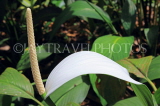 SRI LANKA, Kandy, Peradeniya Botanical Gardens, White Anthurium flower, SLK5058JPL