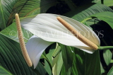 SRI LANKA, Kandy, Peradeniya Botanical Gardens, White Anthurium flower, SLK5059JPL