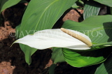 SRI LANKA, Kandy, Peradeniya Botanical Gardens, White Anthurium flower, SLK5060JPL