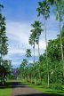 SRI LANKA, Kandy, Peradeniya Botanical Gardens, avenue of tall palm trees, SLK2094JPL