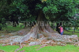 SRI LANKA, Kandy, Peradeniya Botanical Gardens, giant tree and roots, SLK4888JPL