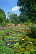 SRI LANKA, Kandy, Peradeniya Botanical Gardens, lily pond, SLK265JPL