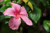SRI LANKA, Kandy, Peradeniya Botanical Gardens, pink Hibiscus flower, SLK4266JPL