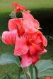 SRI LANKA, Kandy, Peradeniya Botanical Gardens, red Canna flowers, SLK4856JPL