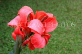 SRI LANKA, Kandy, Peradeniya Botanical Gardens, red Canna flowers, SLK4857JPL