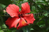 SRI LANKA, Kandy, Peradeniya Botanical Gardens, red Hibiscus flower, SLK4432JPL