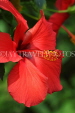 SRI LANKA, Kandy, Peradeniya Botanical Gardens, red Hibiscus flower, SLK4436JPL