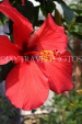 SRI LANKA, Kandy, Peradeniya Botanical Gardens, red Hibiscus flower, SLK4439JPL