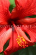 SRI LANKA, Kandy, Peradeniya Botanical Gardens, red Hibiscus flower, closeup, SLK4433JPL