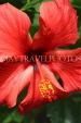 SRI LANKA, Kandy, Peradeniya Botanical Gardens, red Hibiscus flower, closeup, SLK4434JPL