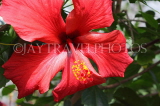 SRI LANKA, Kandy, Peradeniya Botanical Gardens, red Hibiscus flower, closeup, SLK4437JPL