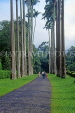 SRI LANKA, Kandy, Peradeniya Botanical Gardens, tall palm trees, SLK1922JPL