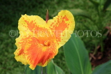 SRI LANKA, Kandy, Peradeniya Botanical Gardens, yellow Canna flowers, SLK4854JPL