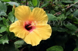 SRI LANKA, Kandy, Peradeniya Botanical Gardens, yellow Hibiscus flower, SLK4450JPL