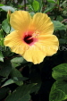 SRI LANKA, Kandy, Peradeniya Botanical Gardens, yellow Hibiscus flower, SLK4451JPL