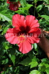 SRI LANKA, Kandy, Raja Wasala Park (Wace Park), Hibiscus flower, SLK3745JPL