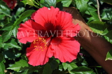 SRI LANKA, Kandy, Raja Wasala Park (Wace Park), Hibiscus flower, SLK3763JPL