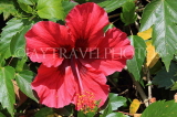 SRI LANKA, Kandy, Raja Wasala Park (Wace Park), Hibiscus flower, SLK3764JPL