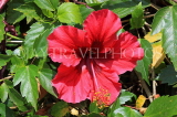 SRI LANKA, Kandy, Raja Wasala Park (Wace Park), Hibiscus flower, SLK3765JPL