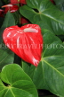 SRI LANKA, Kandy, Raja Wasala Park (Wace Park), red Anthurium flower, SLK3746JPL