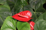 SRI LANKA, Kandy, Raja Wasala Park (Wace Park), red Anthurium flower, SLK3747JPL