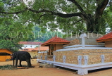 SRI LANKA, Kandy, Temple of the Tooth (Dalada Maligawa), Sri Natha Devalaya, sacred Bo tree, elephant, SLK3379JPL