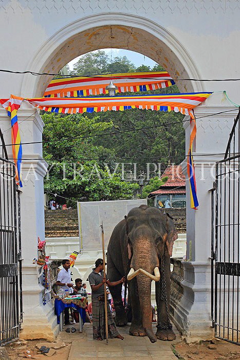 SRI LANKA, Kandy, Temple of the Tooth (Dalada Maligawa), Sri Natha Devalaya (temple), elephant entering, SLK3497JPL