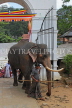 SRI LANKA, Kandy, Temple of the Tooth (Dalada Maligawa), Sri Natha Devalaya (temple), elephant entering, SLK3500JPL