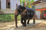 SRI LANKA, Kandy, Temple of the Tooth (Dalada Maligawa), Sri Natha Devalaya (temple), elephant entering, SLK3502JPL